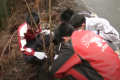 新宮塩塚千本桜の植栽
