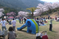 三島公園桜まつり