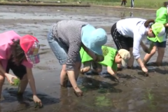 第８回　四国中央市学校給食米　田植え体験会
