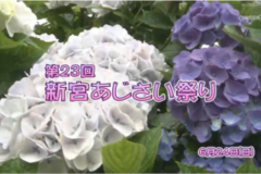 Ｅｖｅぽけ：第２３回　新宮あじさい祭り