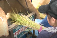 第８回四国中央市学校給食米収穫祭