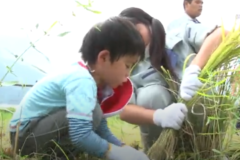 小林保育園・小富士小学校　稲刈り体験