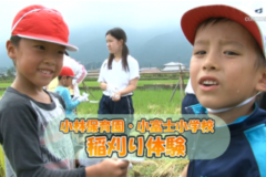 Ｅｖｅぽけ：小林保育園・小富士小学校　稲刈り体験