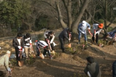 三島公園でつつじの植栽