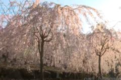 街かど百景：シダレザクラ