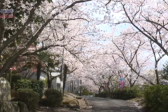 街かど百景：向山公園　～桜満開～