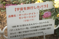 街かど百景：三島運動公園バラ園　Vol.2