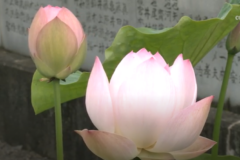 西福寺の蓮　咲き始める