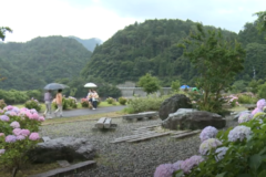 第１６回嶺南あじさい鑑賞会