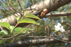 街かど百景：季節外れの桜