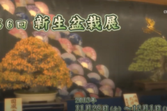 Ｅｖｅぽけ：第6回新生盆栽展