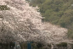 街かど百景：小山公園の桜
