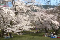 街かど百景：すすきヶ原公園　桜