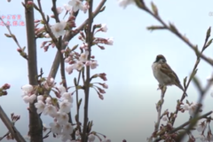 街かど百景：恵之久保池