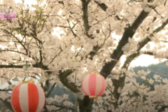 街かど百景：三島公園　桜