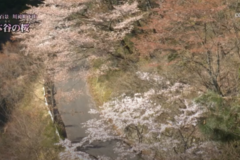 街かど百景：川滝町下山　本谷の桜