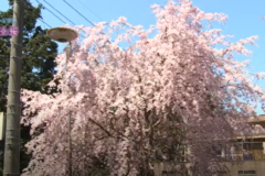 街かど百景：枝垂桜