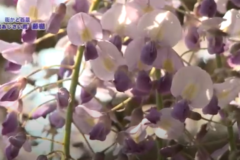 街かど百景：土居あじさい園　藤棚