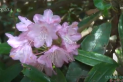 街かど百景：橡尾山シャクナゲ