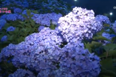 街かど百景：あじさいの里（ライトアップ）