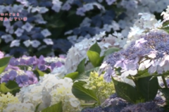 街かど百景：土居あじさい園