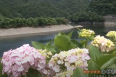 街かど百景　あじさい（下長瀬あじさい公園）