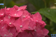 H27年夏祭り直前スペシャルＥＮＤフィラー