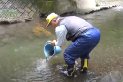 Ｅｖｅぽけ：銅山川でアメゴの稚魚放流