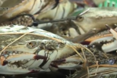 街かど百景：川之江漁港　水揚げ