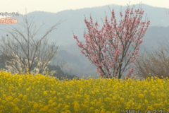 街かど百景：金田町半田平山　菜の花畑