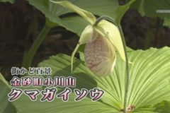 金砂町小川山クマガイソウ