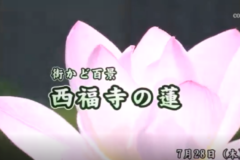 街かど百景：西福寺の蓮