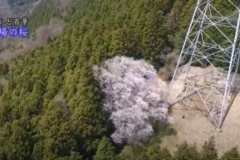 街かど百景：馬場の桜