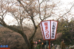 市内各地域で桜まつり開催