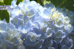 街かど百景：三島公園あじさい