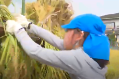 土居高生　園児と稲刈り交流会