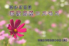 街かど百景：翠波高原コスモス