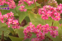 街かど百景：ソバの花