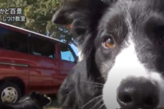 街かど百景：K9しつけ教室②