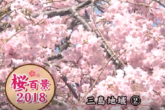 桜百景2018　三島地域②