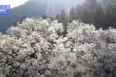 空から百景：馬場の桜