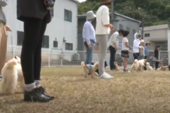 犬のしつけを学ぼうK9クラブ四国中央教室　スタート
