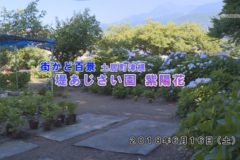 街かど百景：堤あじさい園 紫陽花