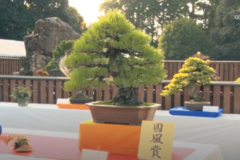 第11回新生盆栽展