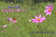 街かど百景：翠波高原コスモス