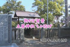 街かど百景：土居神社　しゃくなげ