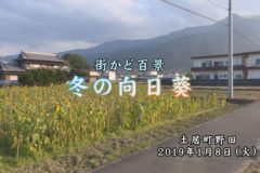 街かど：冬の向日葵