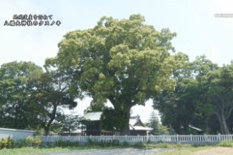 地域遺産：八幡大神社のクスノキ