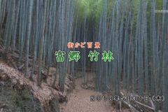 街かど百景：富郷 竹林