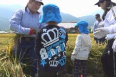 土居高校稲刈り交流体験学習